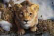 Prvi trailer i poster za film Mufasa: The Lion King