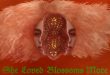 She Loved Blossoms More: trailer za nadrealnu SF noćnu moru